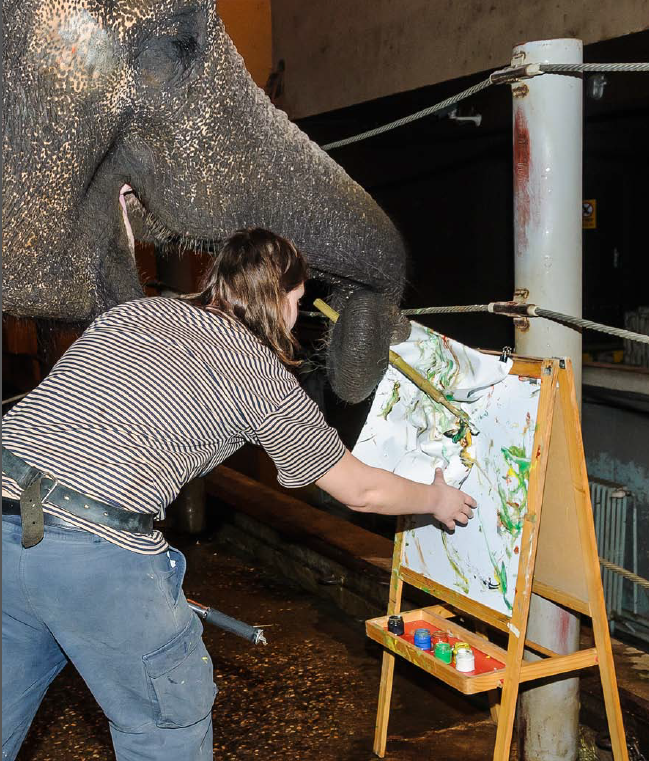 Chovatelka Veronika Štruplová pomáhá slonici Shanti při její umělecké tvorbě. Foto © Miroslav Bobek, Zoo Praha